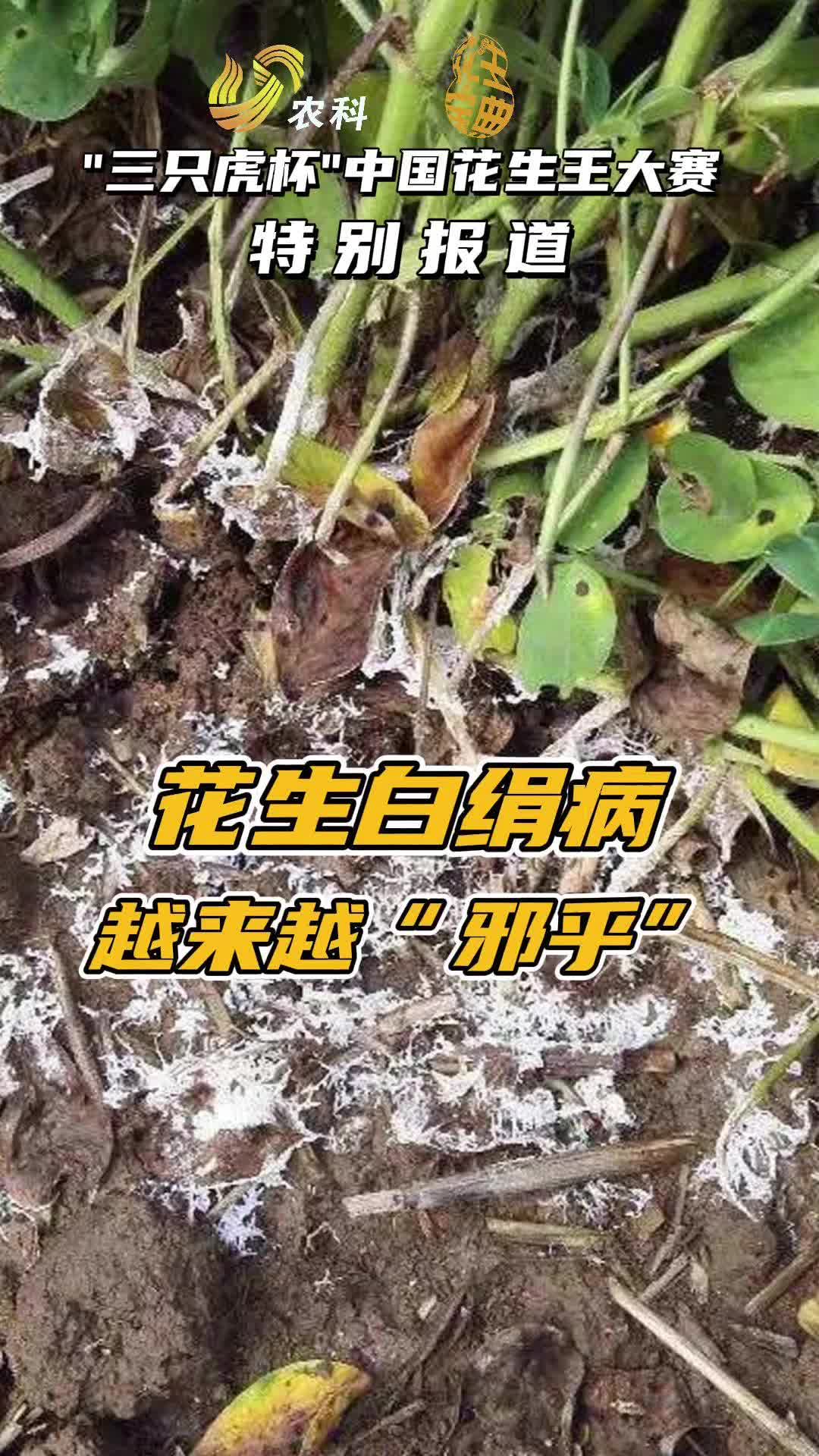 辽宁锦州种植户反映花生白绢病一年比一年邪乎造成巨大损失