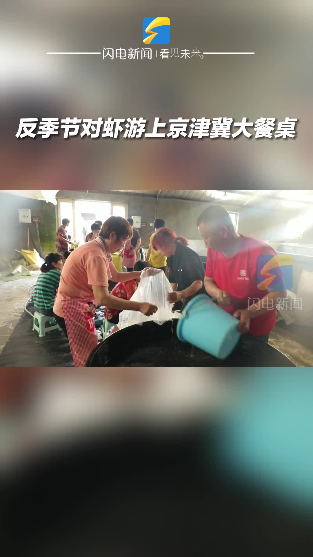 濱州沾化：反季節對蝦游上京津冀大餐桌