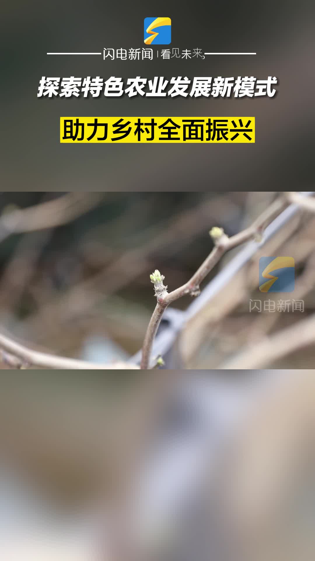 濱州沾化：探索特色農業發展新模式 助力鄉村全面振興