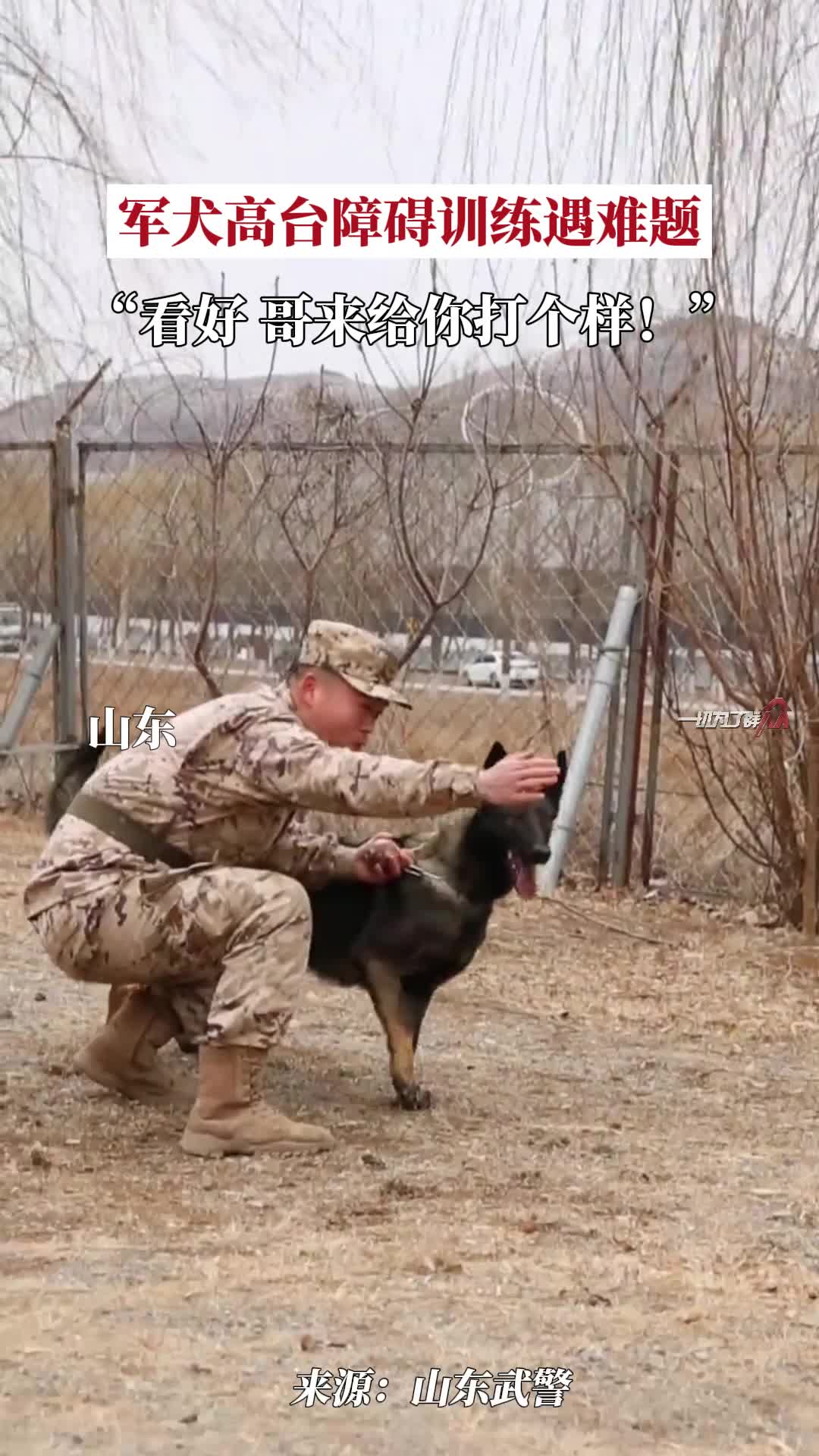 军犬高台障碍训练遇难题看好哥来给你打个样