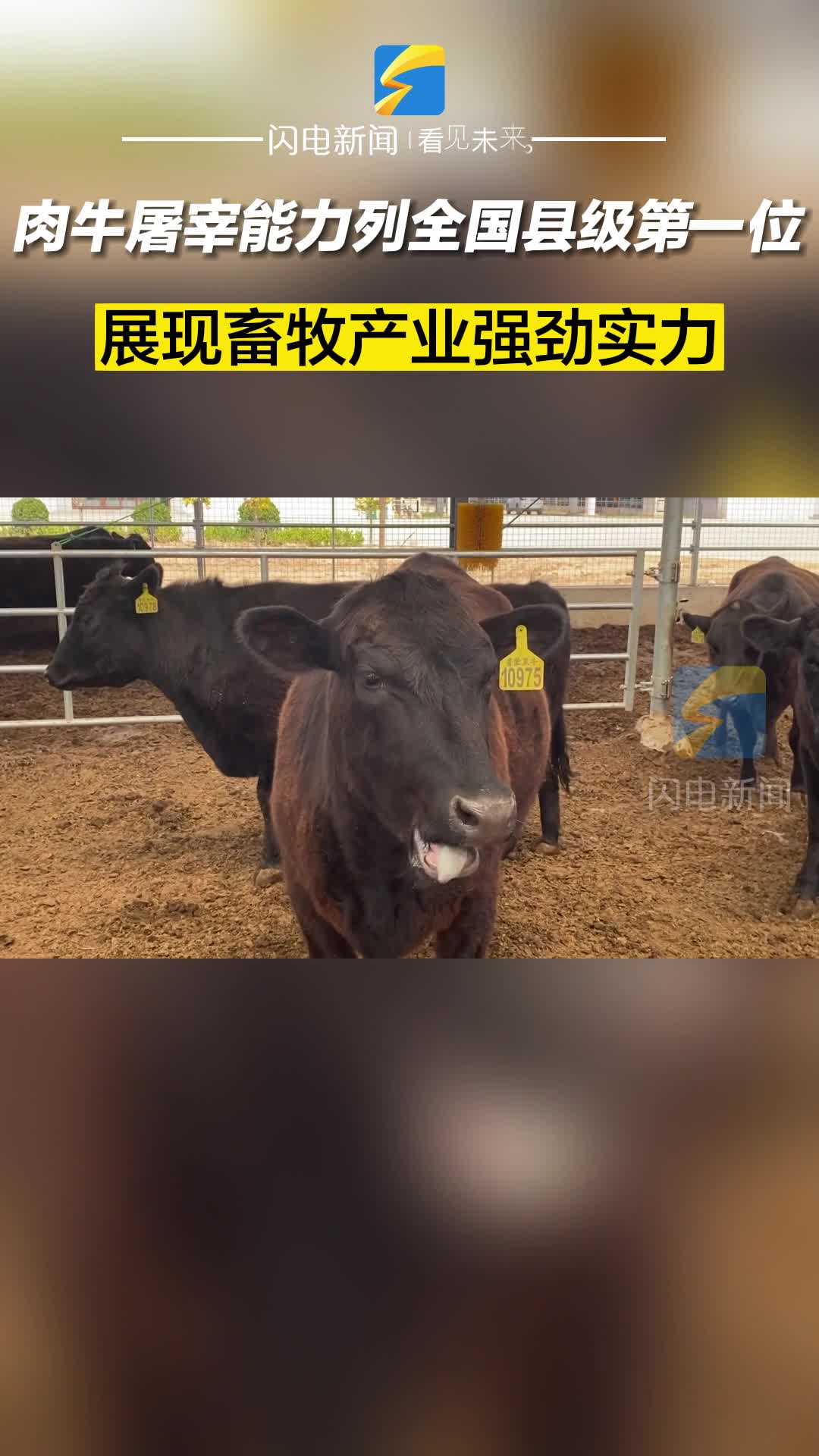 阳信：肉牛屠宰能力列全国县级第一位 展现畜牧产业强劲实力