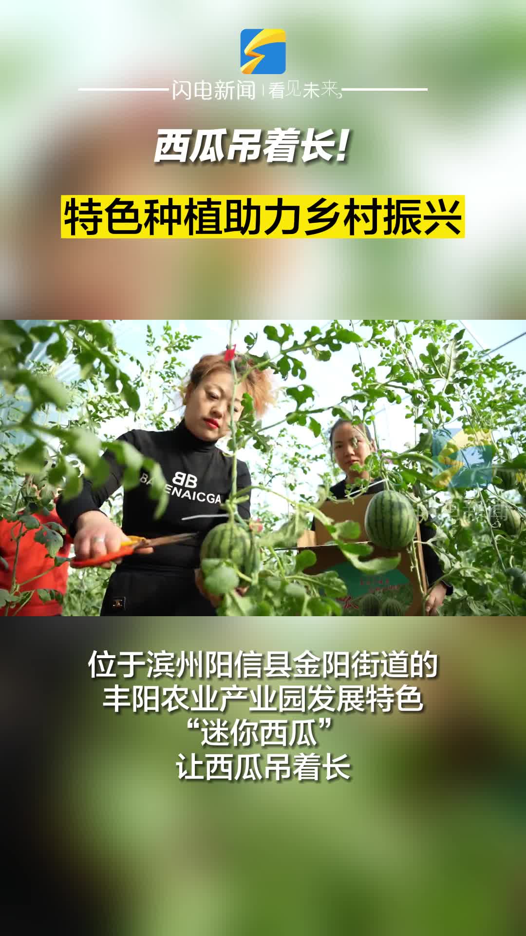 滨州阳信：西瓜吊着长！特色种植助力乡村振兴