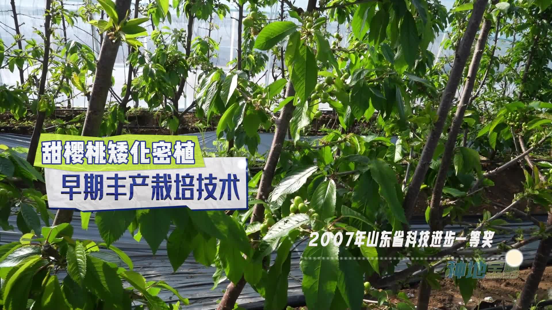 大樱桃两年见花三年见果四年丰产全靠它甜樱桃矮化密植早期丰产栽培