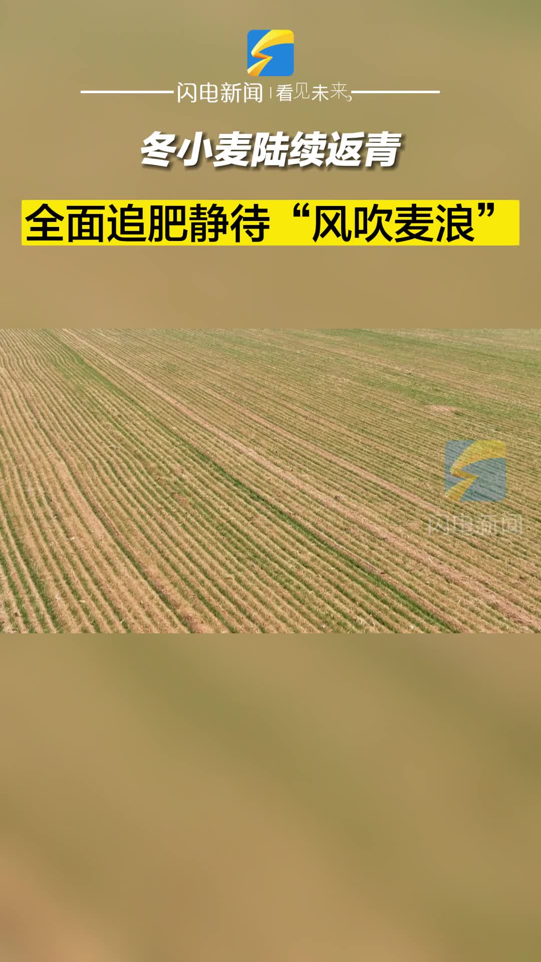 滨州沾化：冬小麦陆续返青 全面追肥静待“风吹麦浪”