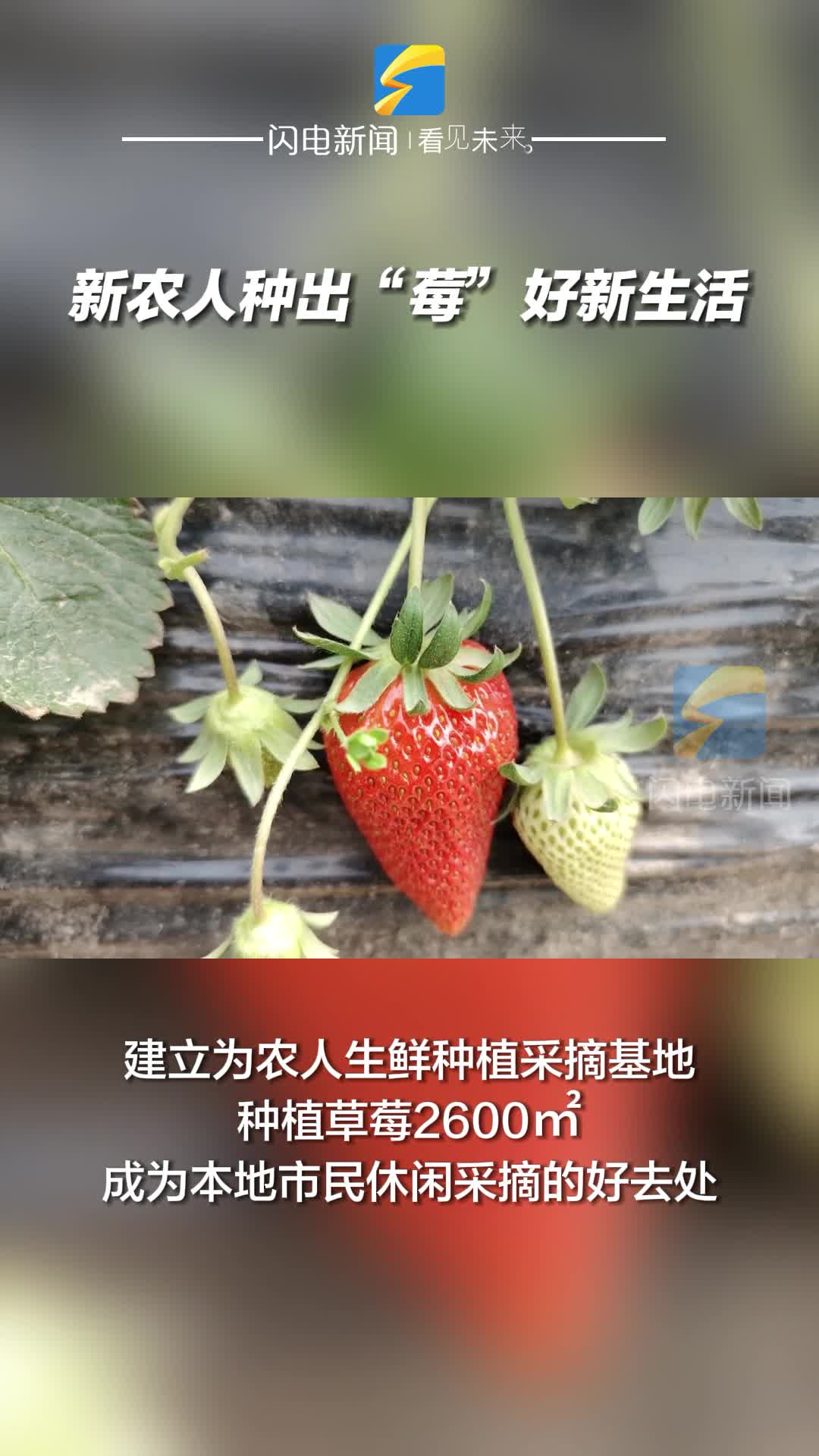 无棣：新农人种出“莓”好新生活
