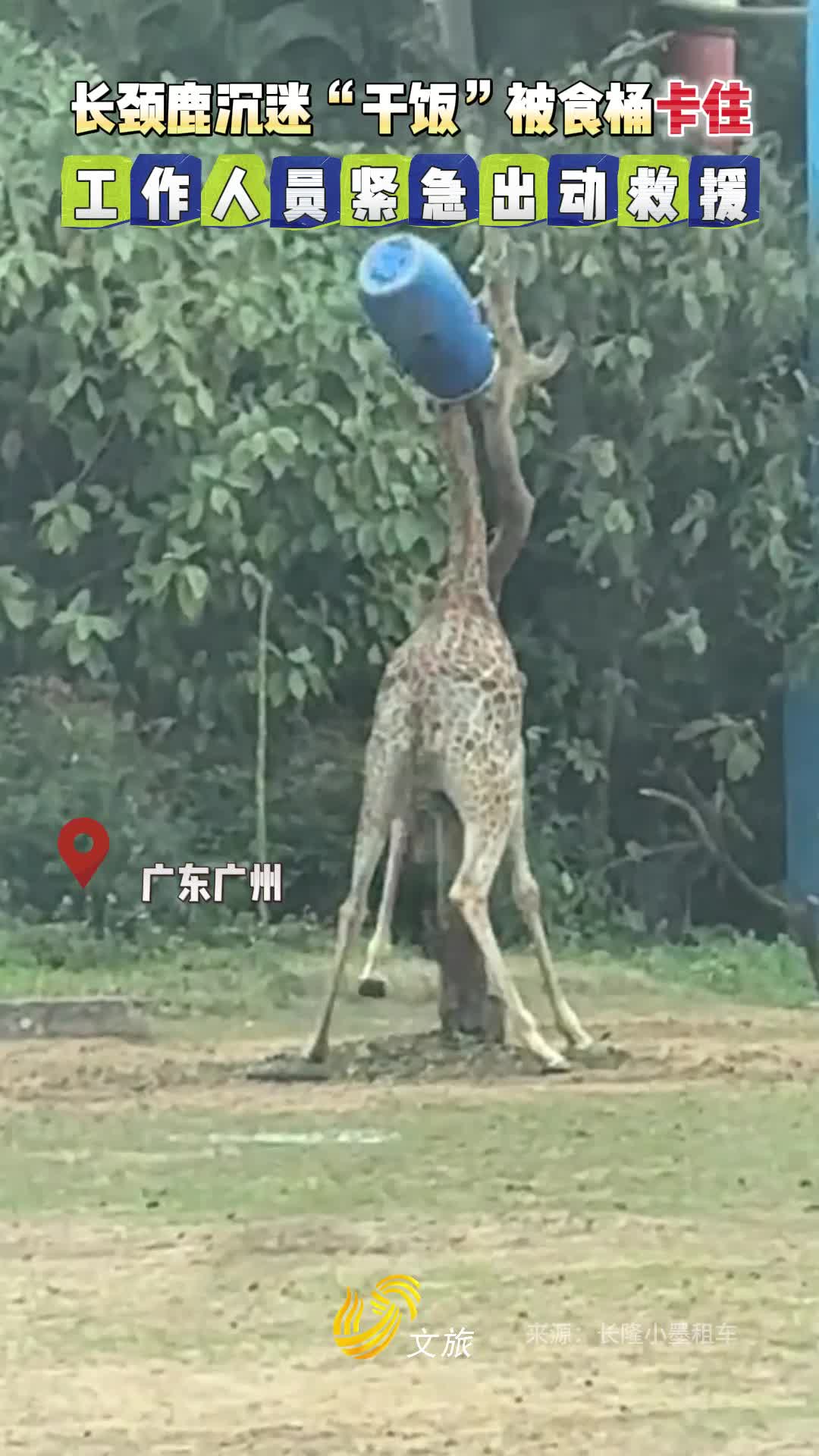 长颈鹿沉迷干饭被食桶卡住工作人员紧急出动救援