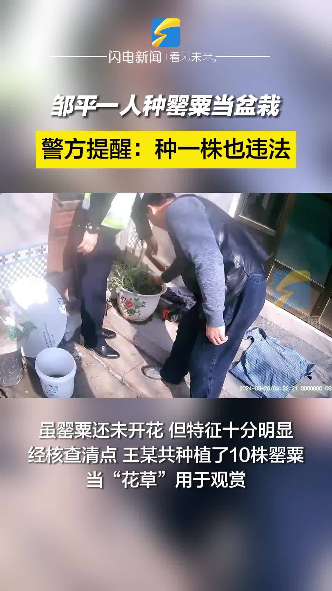 邹平一人种罂粟当盆栽被依法处罚