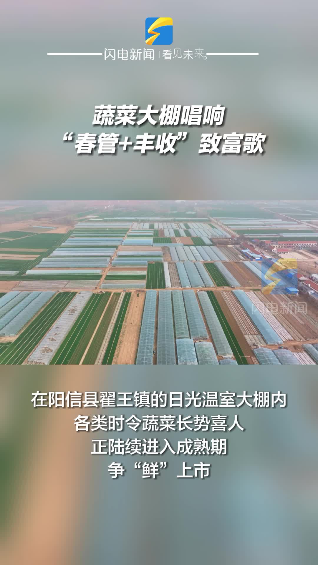 陽信：蔬菜大棚唱響“春管+豐收”致富歌