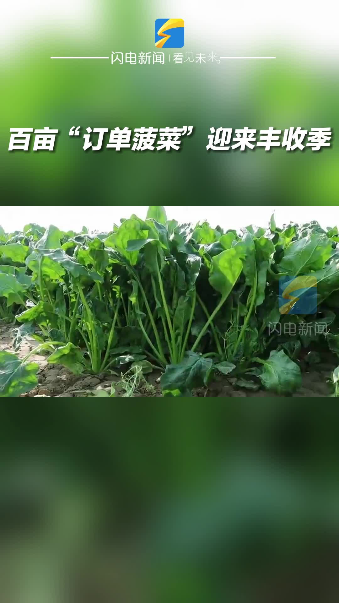 滨州邹平市九户镇：百亩“订单菠菜”迎来丰收季