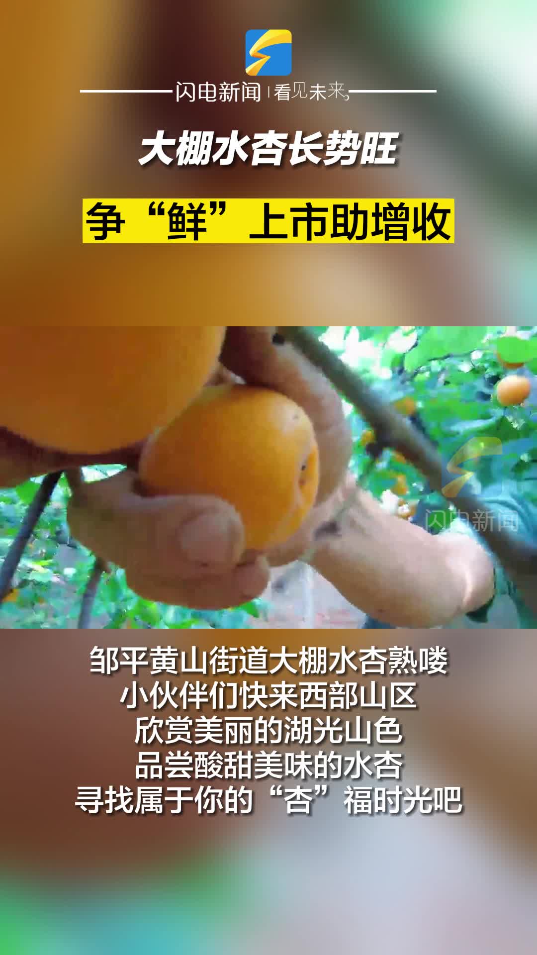 鄒平：大棚水杏長勢旺 爭“鮮”上市助增收