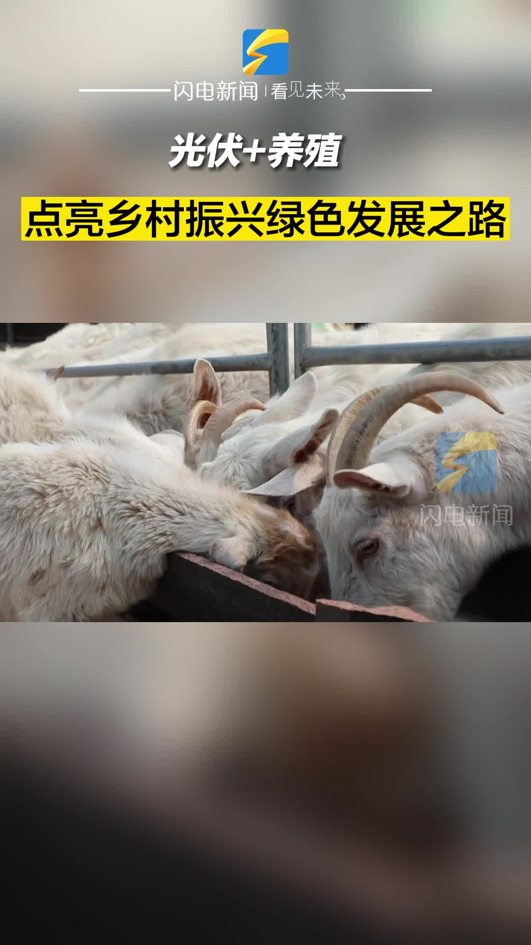 濱州沾化：光伏+養殖 點亮鄉村振興綠色發展之路