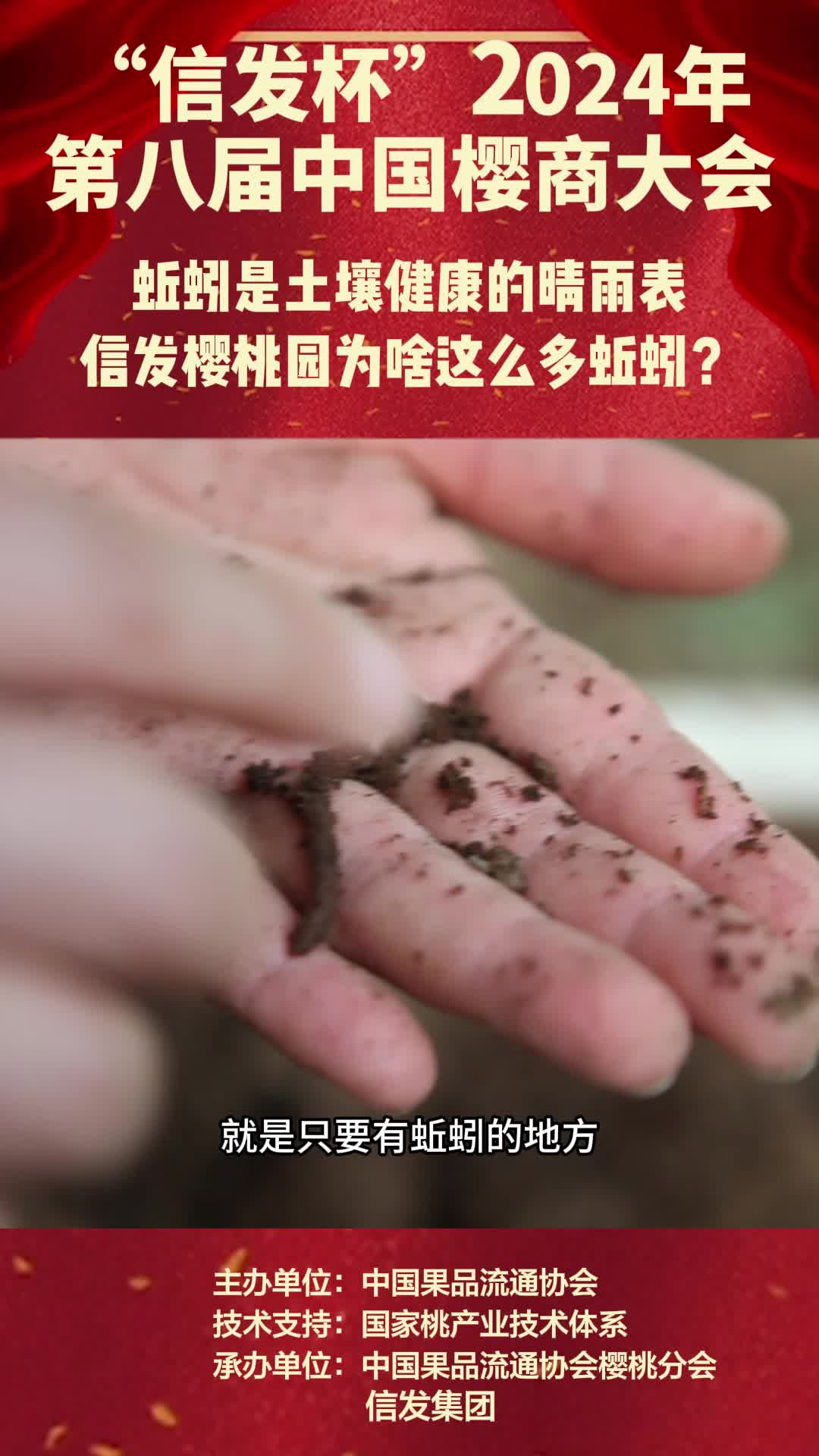 蚯蚓是土壤健康的晴雨表信发樱桃园为啥这么多蚯蚓