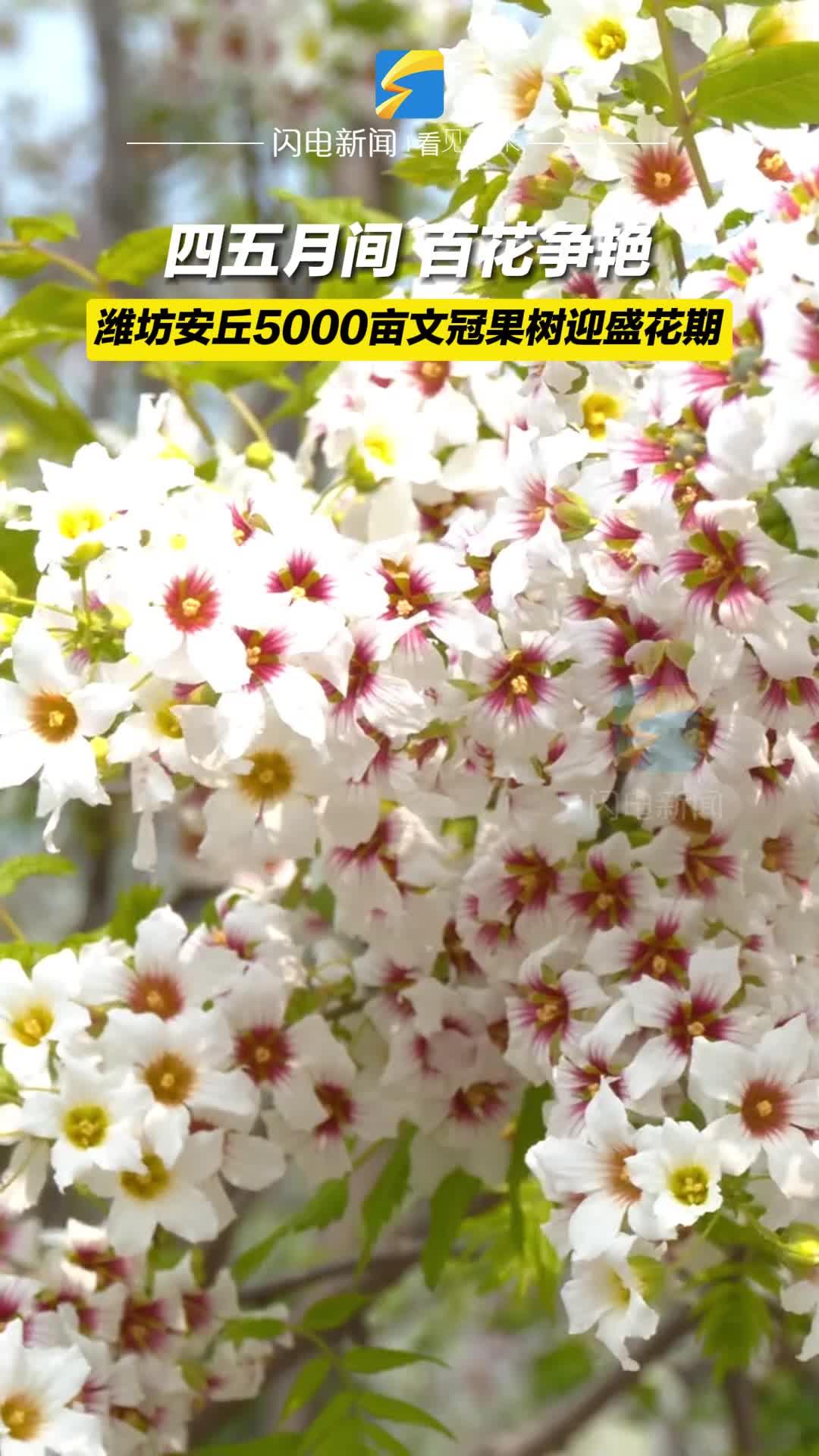 最美人间四月天 潍坊安丘5000亩文冠果树迎盛花期