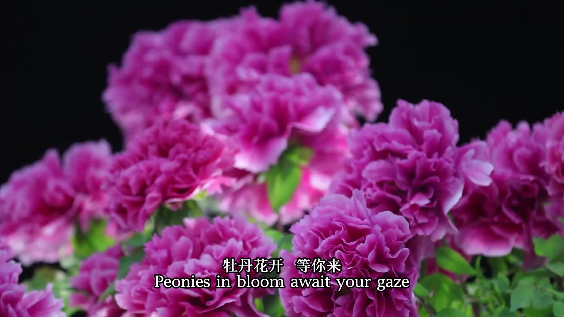 Peonies in bloom await your gaze