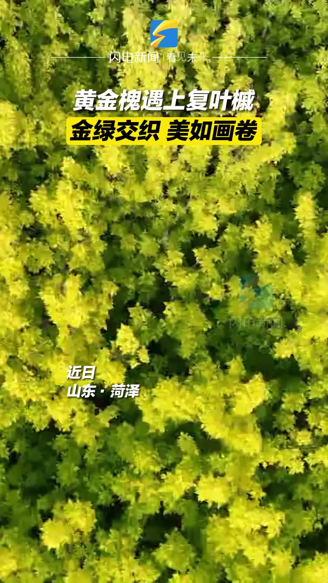 黄金槐遇上复叶槭 菏泽定陶金绿交织美如画卷