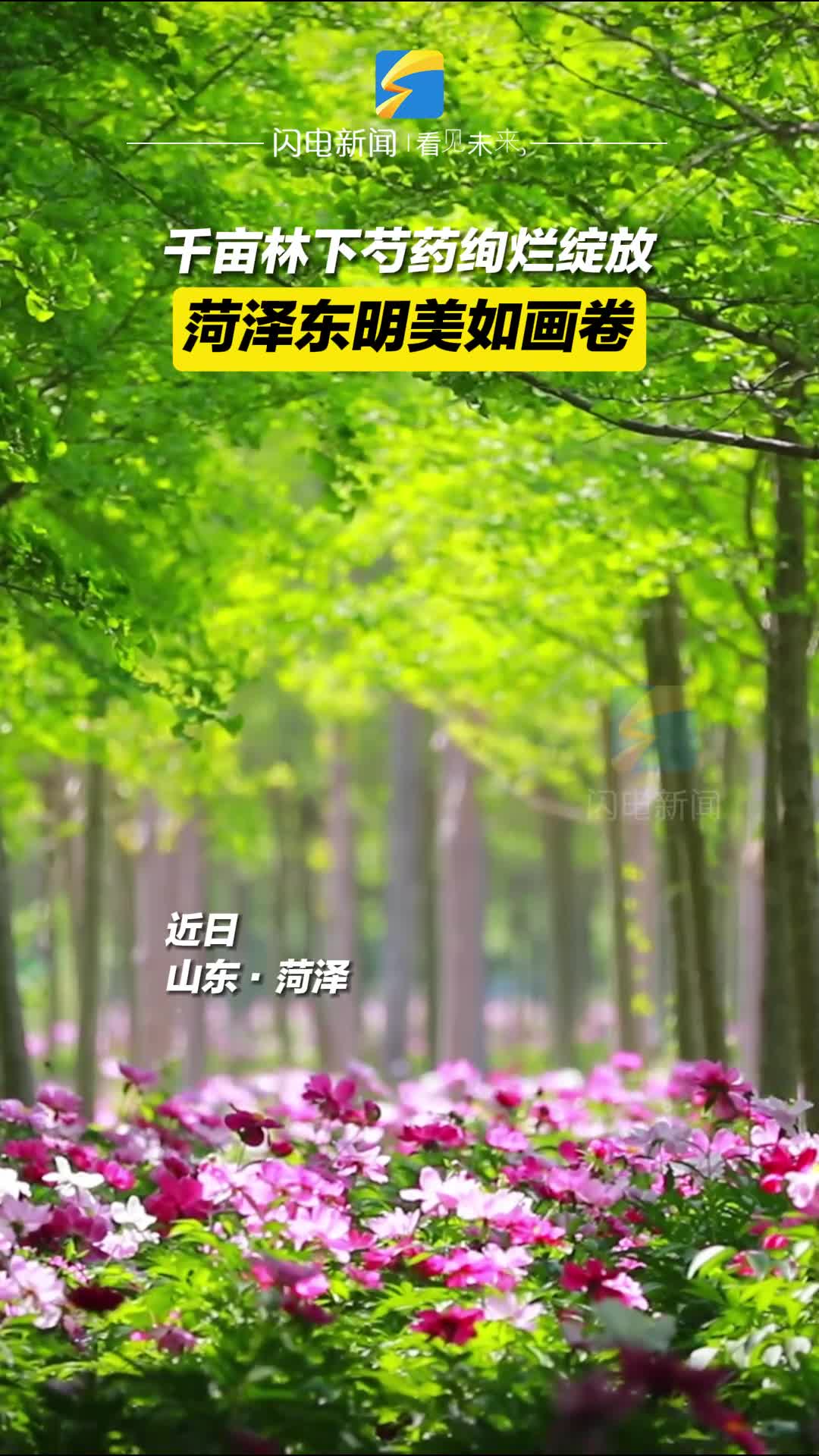 千亩林下芍药绚烂绽放 菏泽东明美如画卷