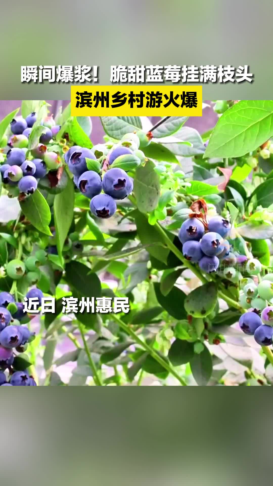 瞬间爆浆！脆甜蓝莓挂满枝头 滨州乡村游火爆