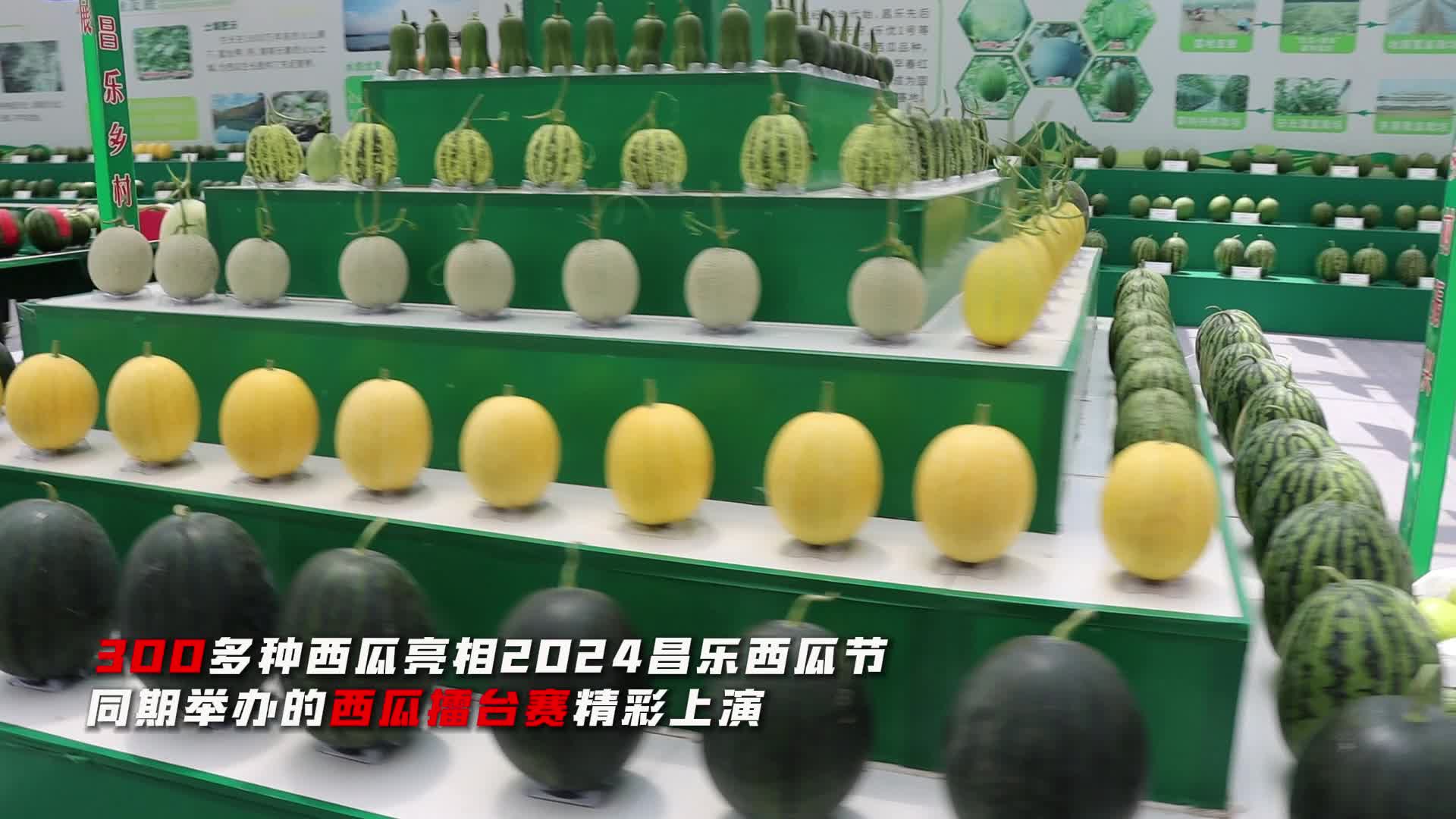 300多个西瓜新品种亮相昌乐西瓜节