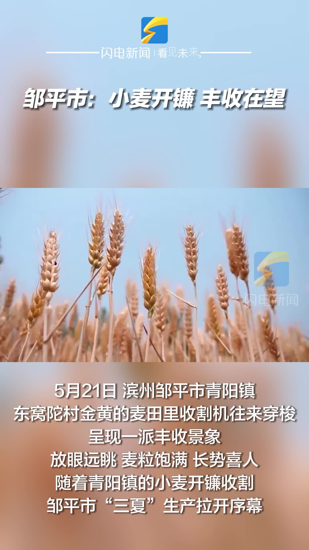 鄒平市：小麥開鐮 豐收在望
