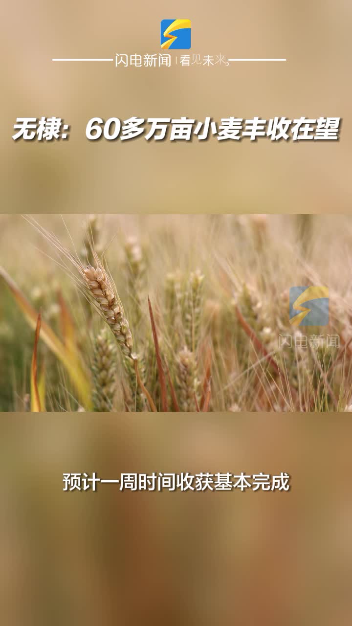 无棣:60多万亩小麦丰收在望