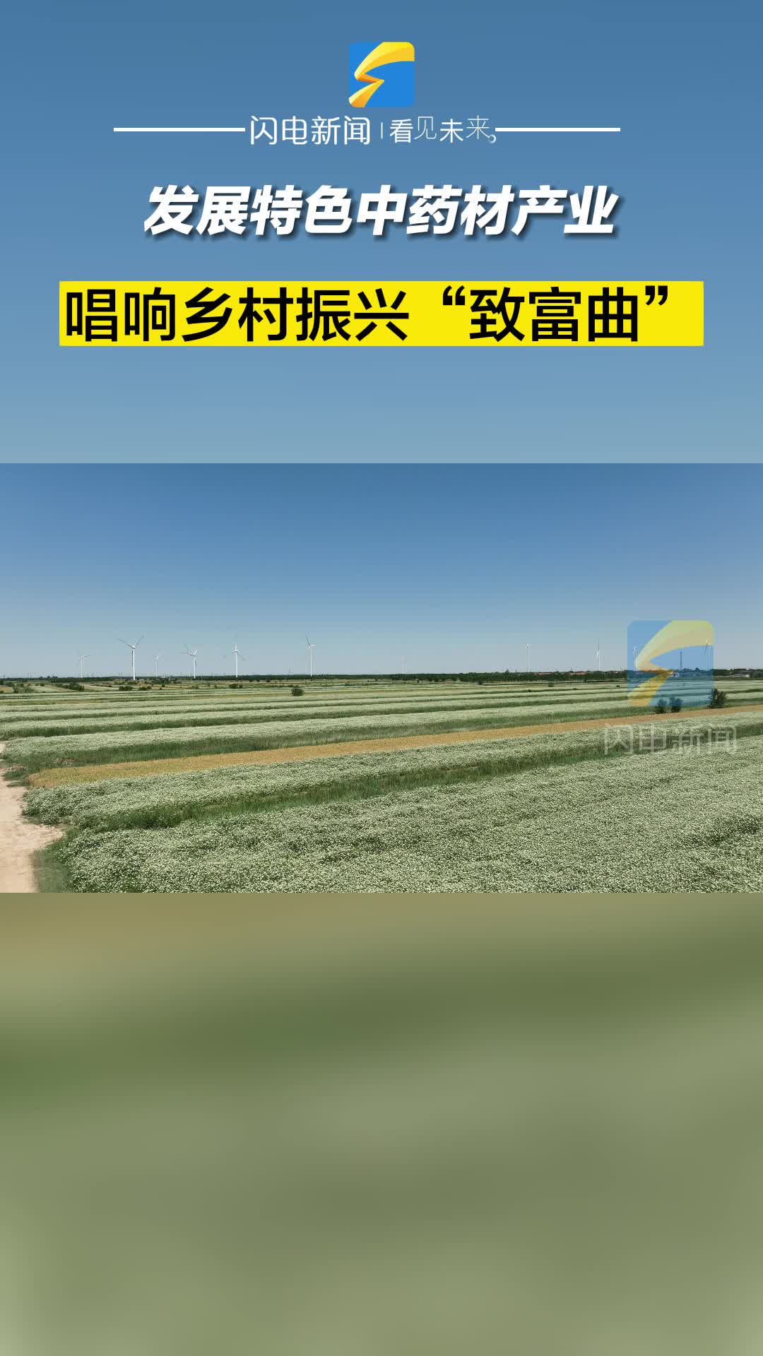 無棣：發展特色中藥材產業 唱響鄉村振興“致富曲”