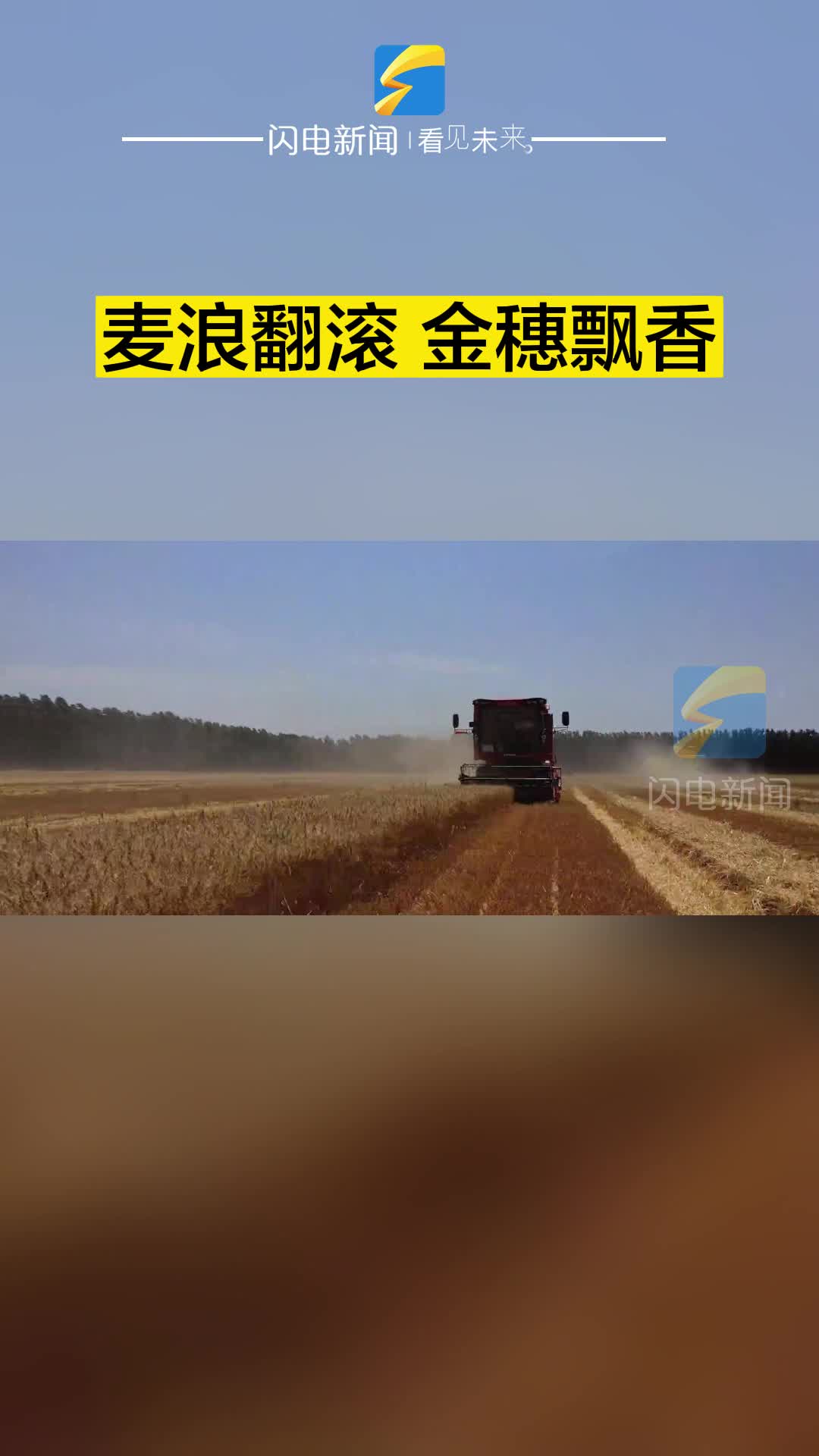 鄒平臺子：麥浪翻滾 金穗飄香