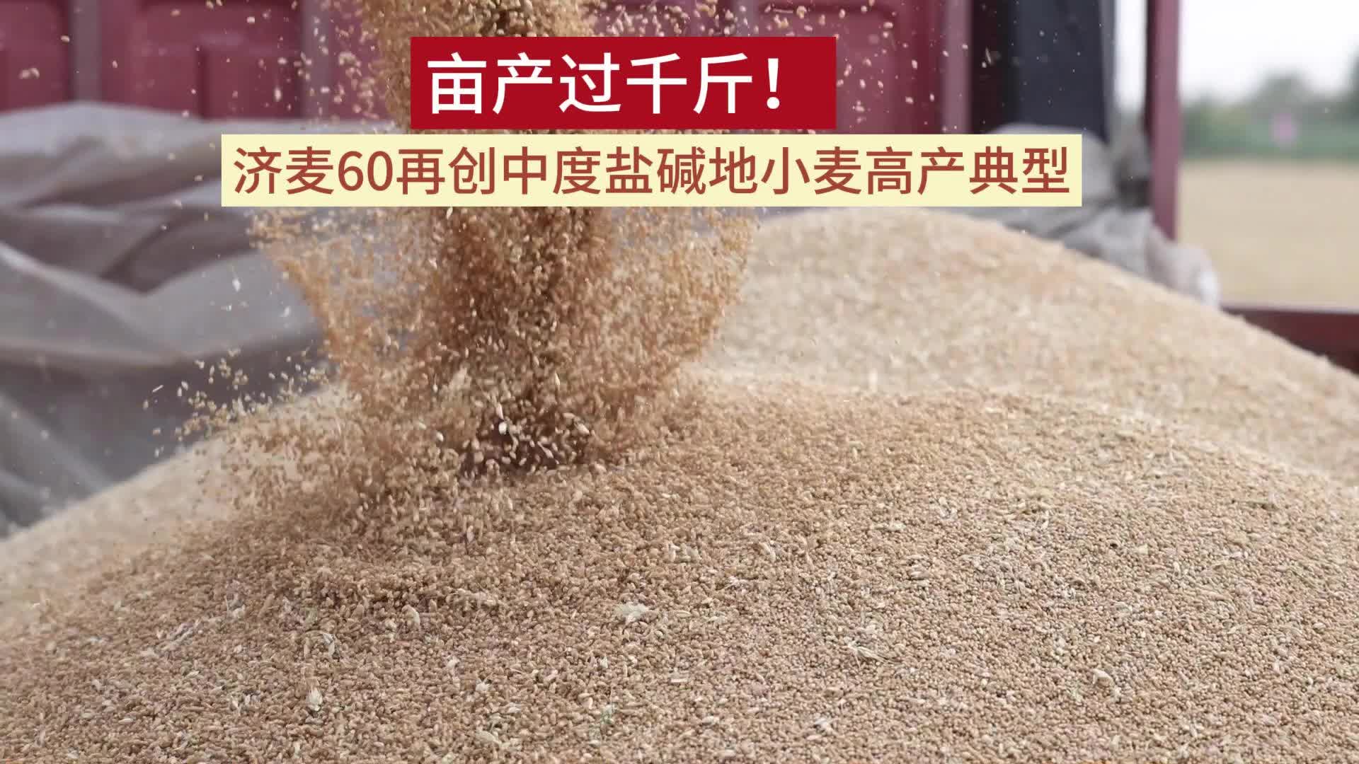 济麦38小麦整体包装图片