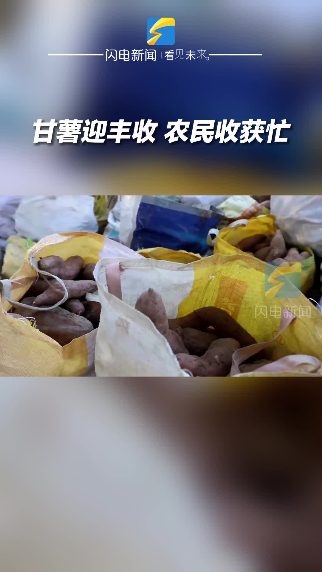 濱州鄒平市明集鎮(zhèn)：甘薯迎豐收 農(nóng)民收獲忙