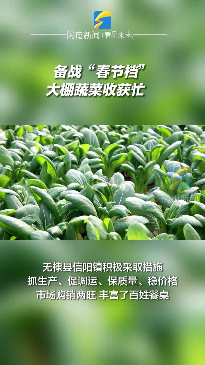 無棣：備戰“春節檔” 大棚蔬菜收獲忙