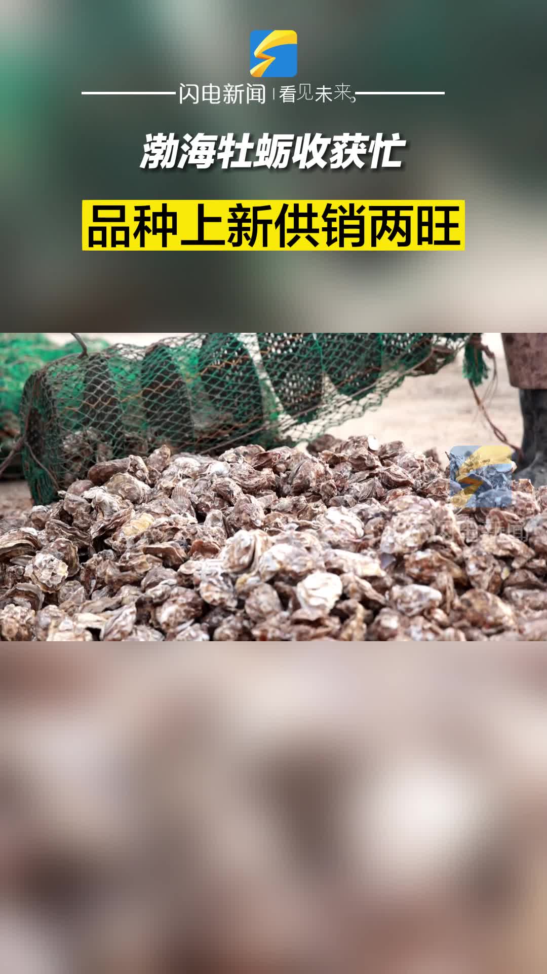 無棣：渤海牡蠣收獲忙 品種上新供銷兩旺