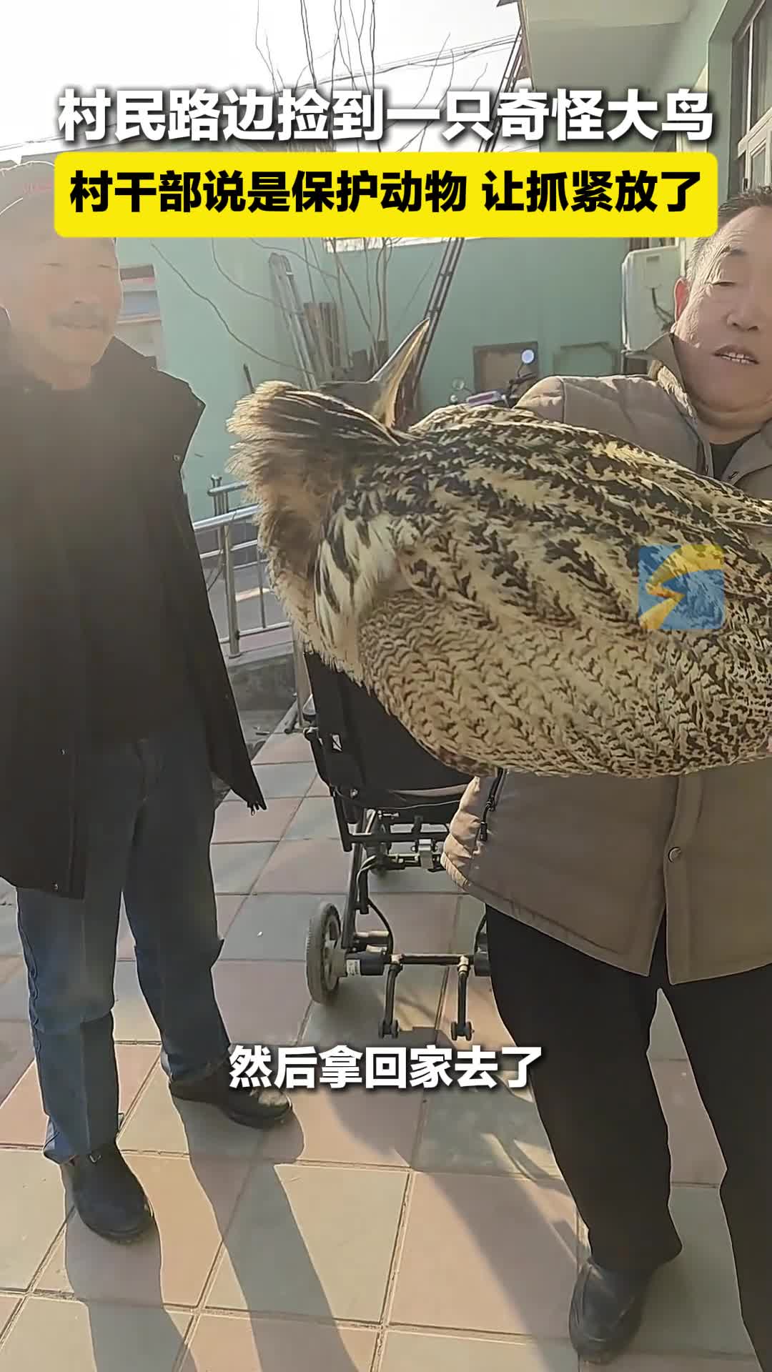 村民路边捡到一只奇怪大鸟 村干部说是保护动物 让抓紧放了  