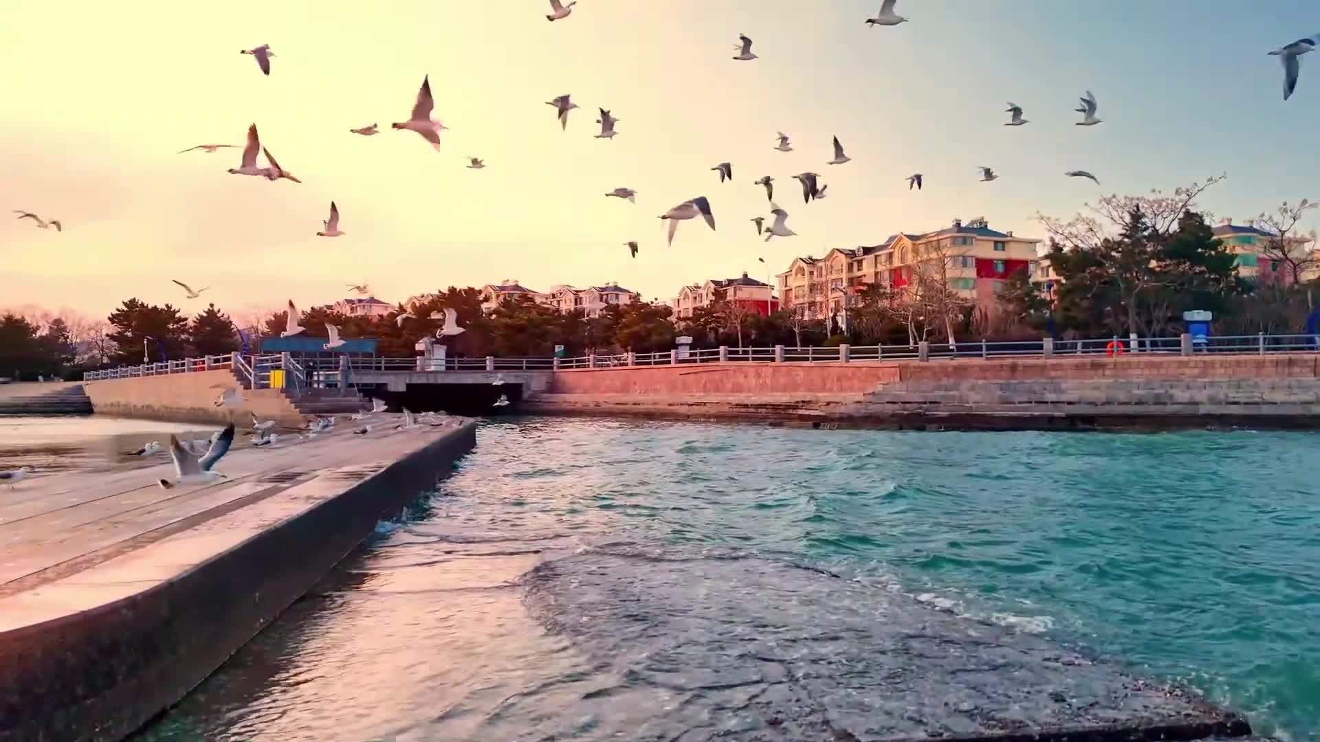 威海经开区：夕阳鎏金 海鸥翩跹
