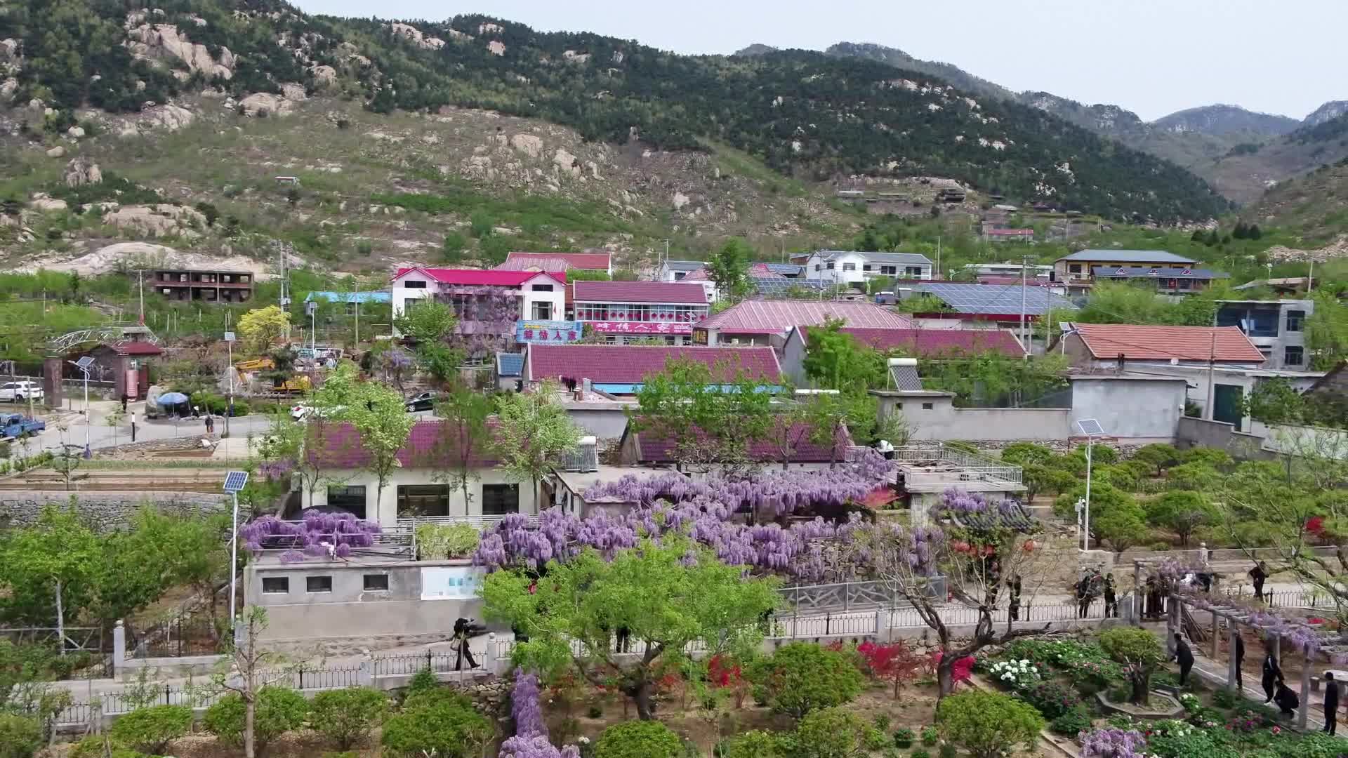 费县：春风满架 紫藤花开