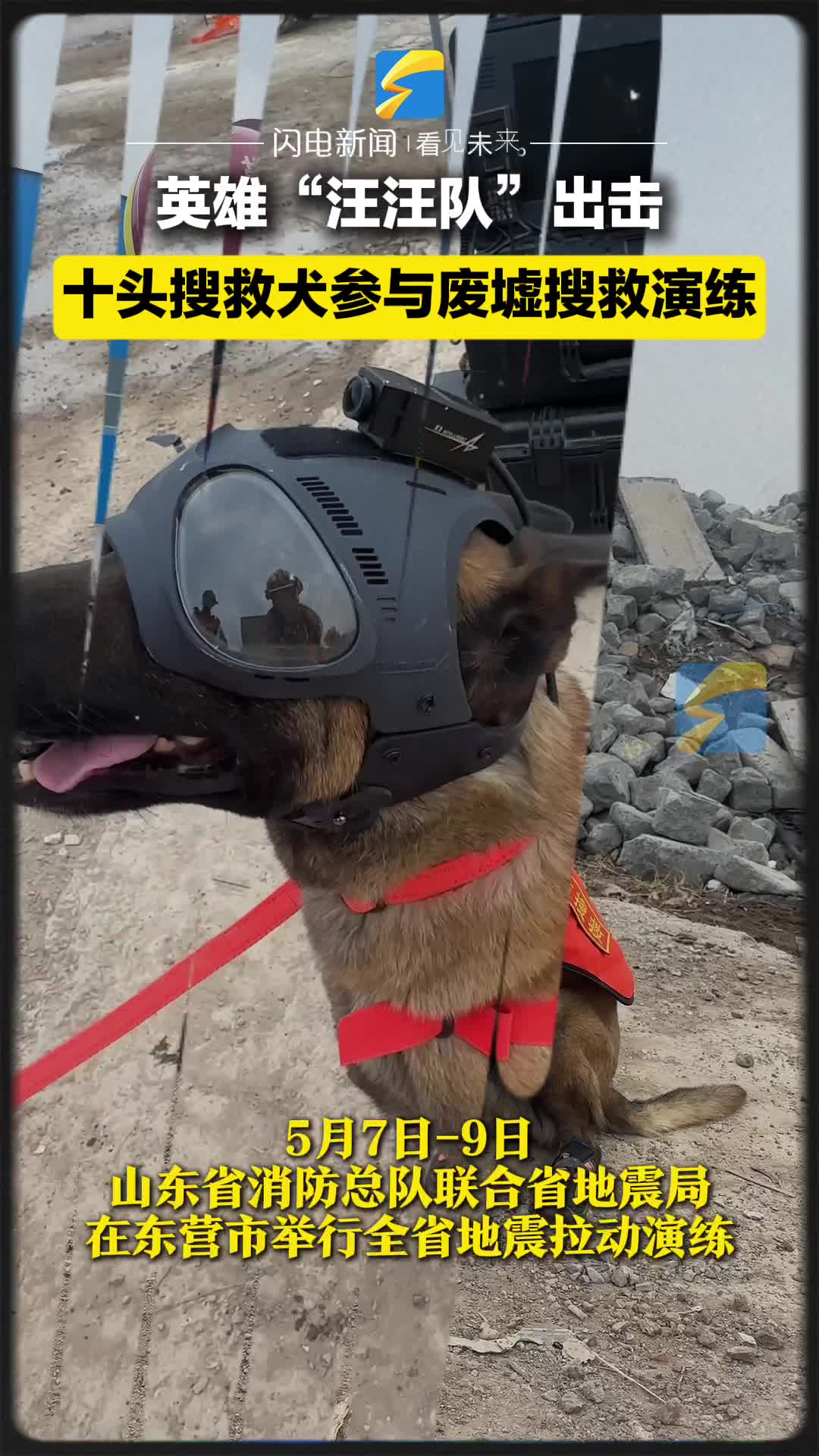 英雄“汪汪隊”出擊！十頭搜救犬參與廢墟搜救演練