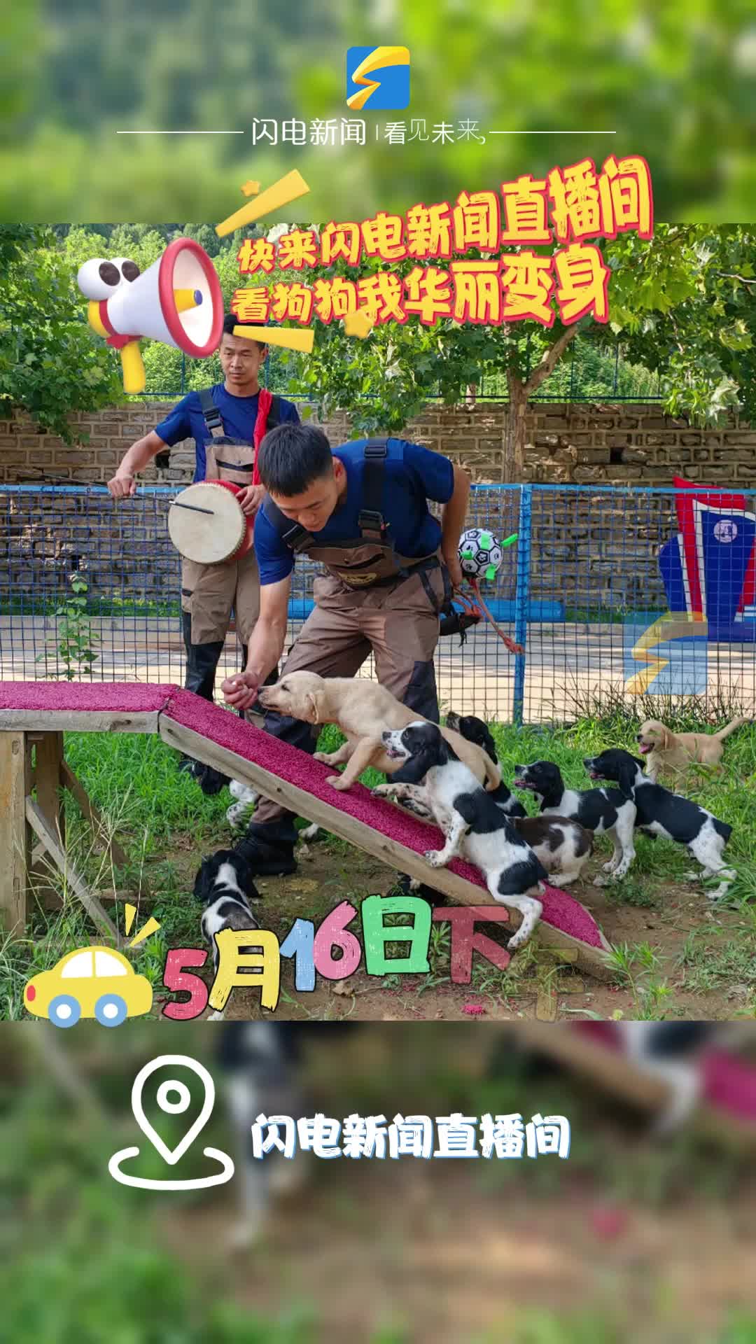 5月16日下午3點 神勇小狗“C位出道”