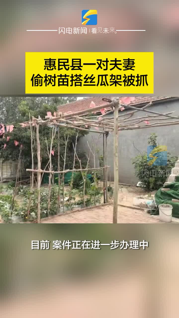 惠民縣一對夫妻偷樹苗搭絲瓜架被抓