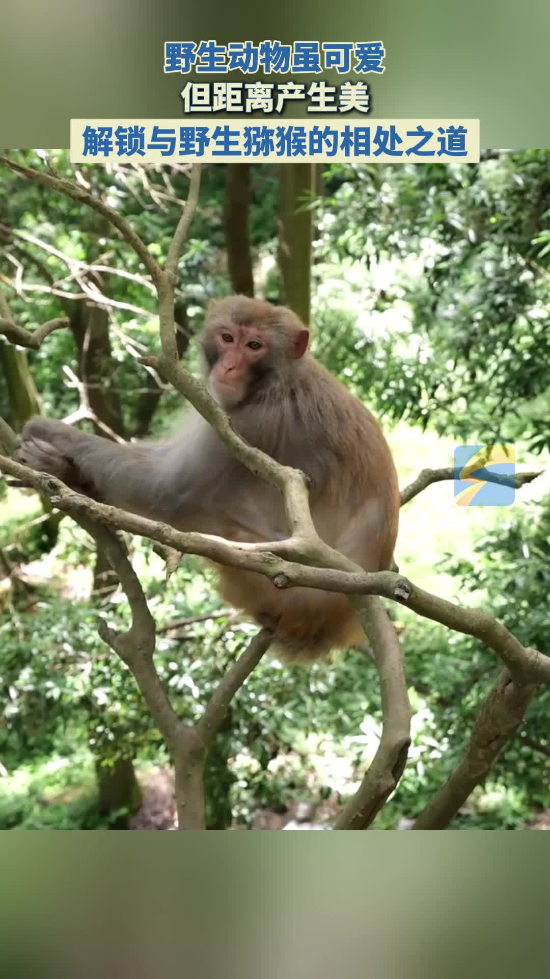 暑期安全大課堂｜距離產生美！解鎖與野生獼猴的相處之道