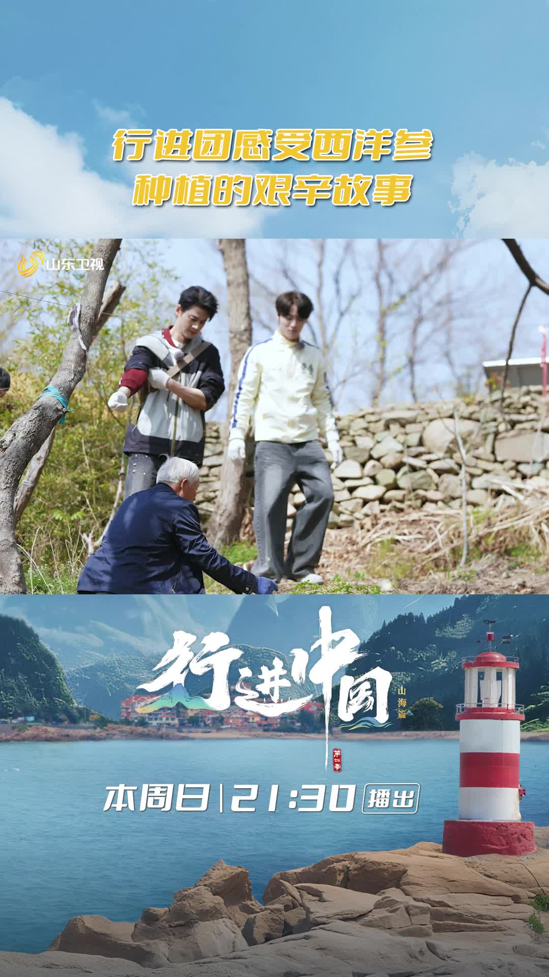 山東農人種植西洋參的艱辛故事