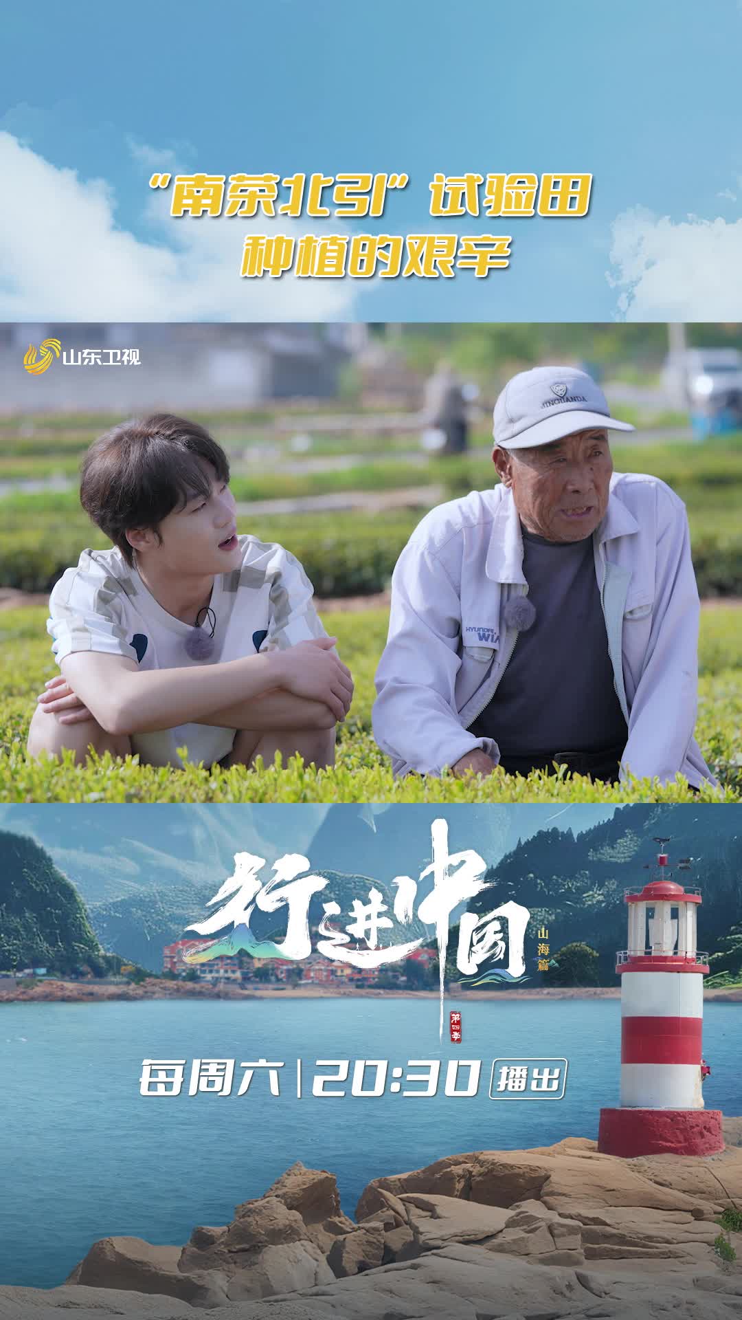 山東日照十年凍土捂春茶，終改北緯無茶史！