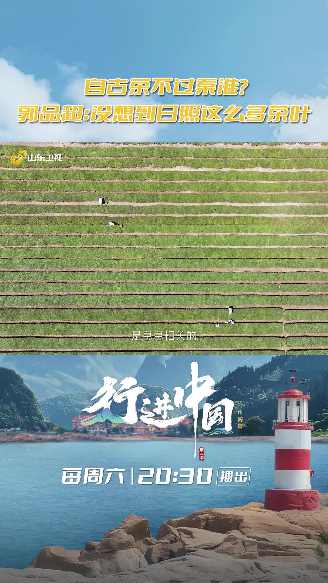 十年凍土闖關(guān)記：北方養(yǎng)活南方茶！