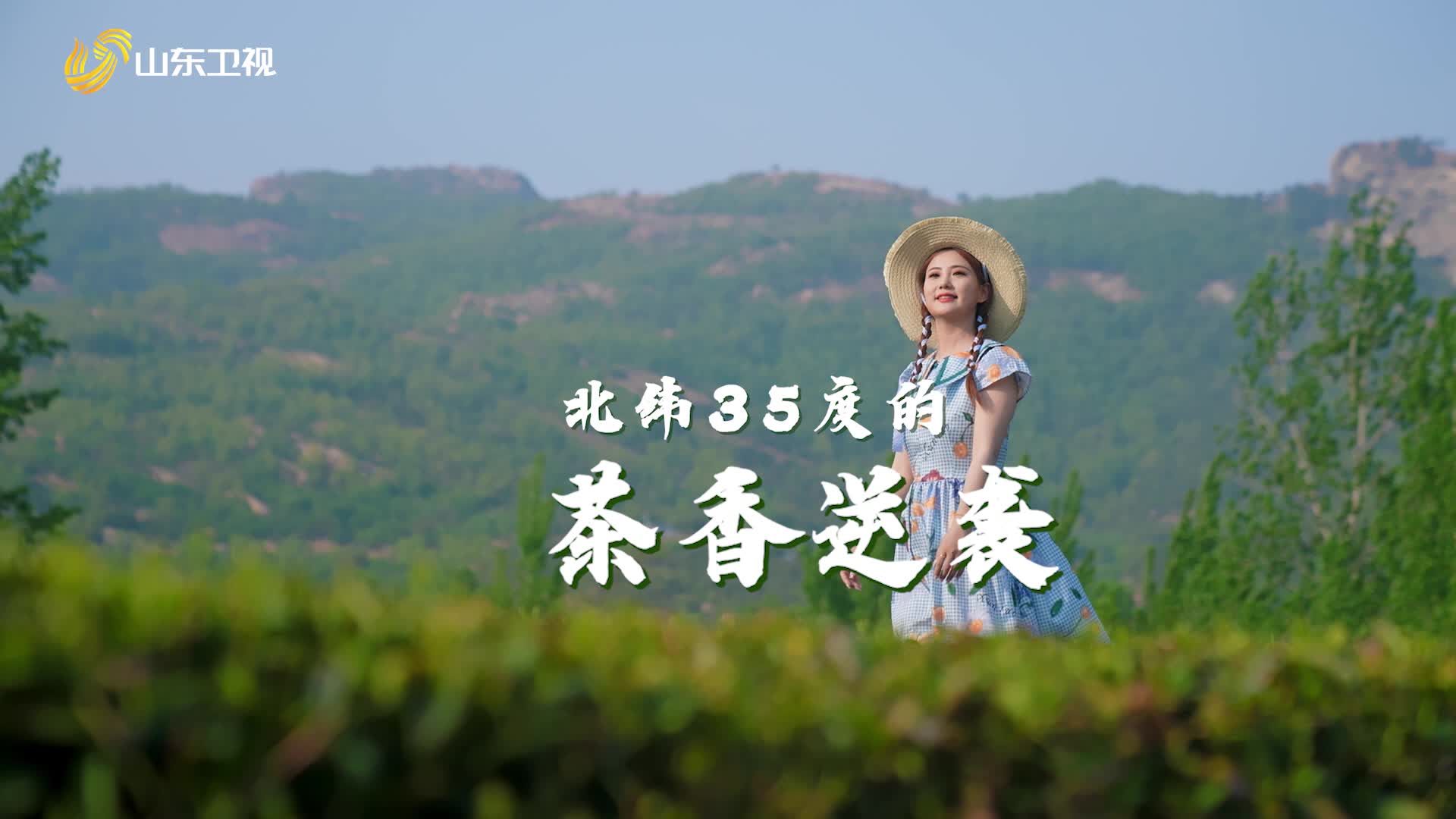 200天冬眠換一季濃醇，看南方茶苗在北緯35度的逆襲！