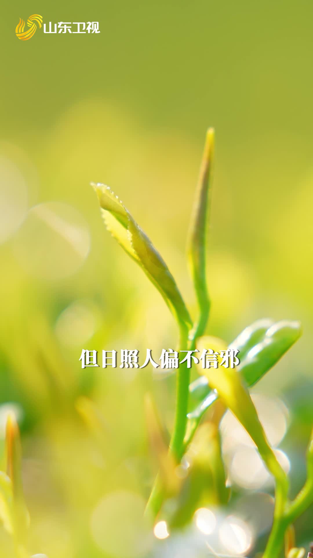 《行進中國山海篇》看日照如何“南茶北引”?