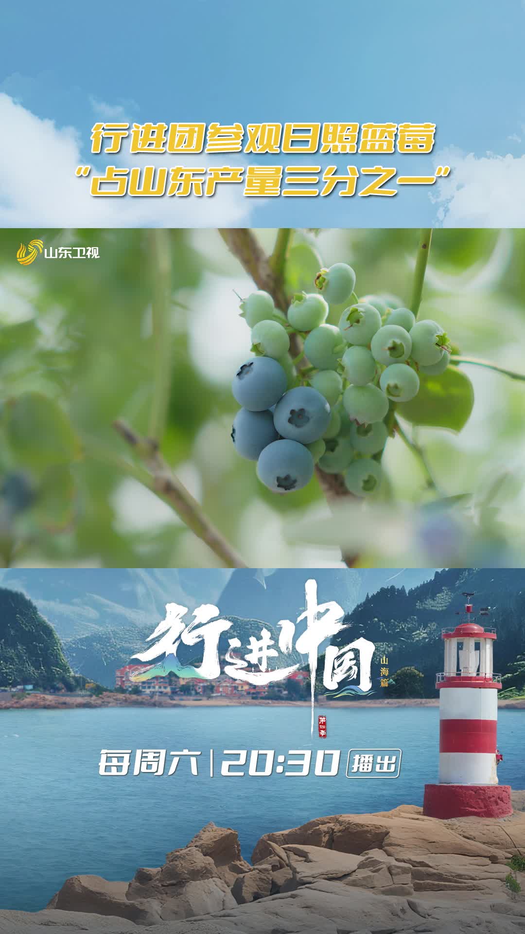 日照藍(lán)莓產(chǎn)量占山東三分之一
