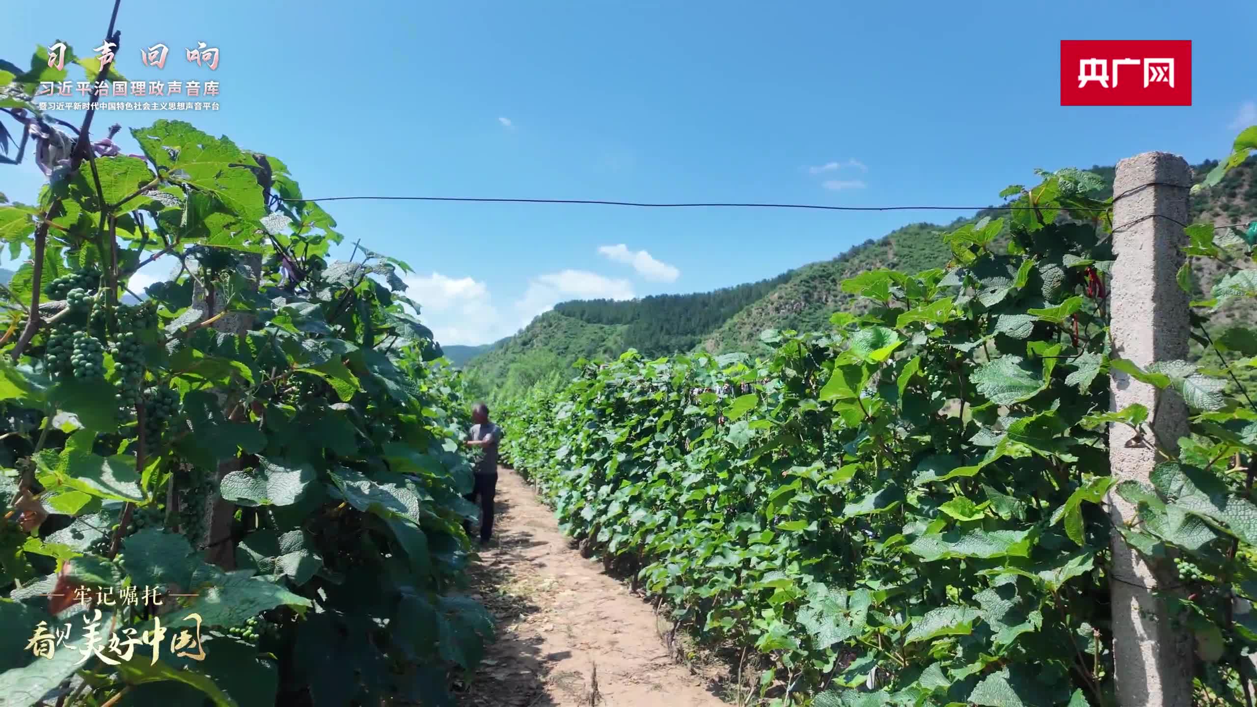 【牢記囑托·看見美好中國】綠了山村 富了鄉(xiāng)親