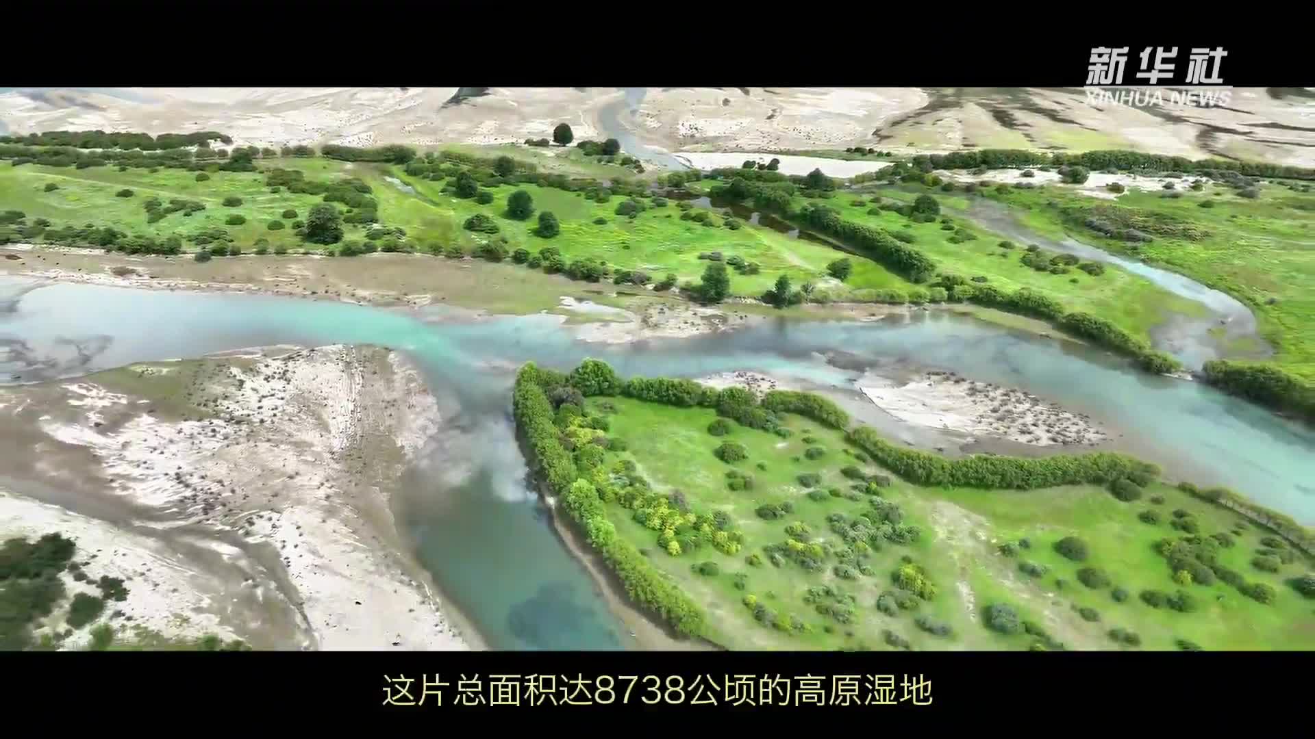 輝煌60載·魅力新西藏｜高原綠 幸福路