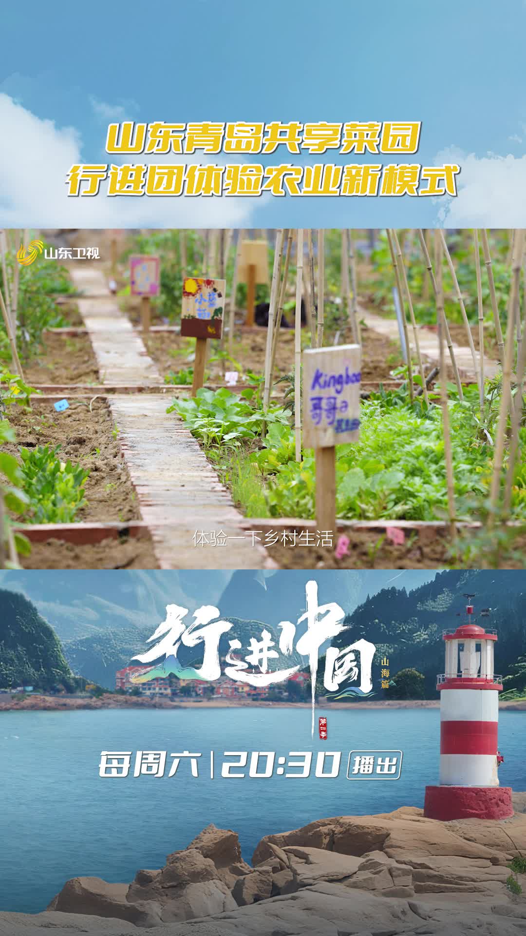 山東青島共享菜園，行進團體驗農(nóng)業(yè)新模式
