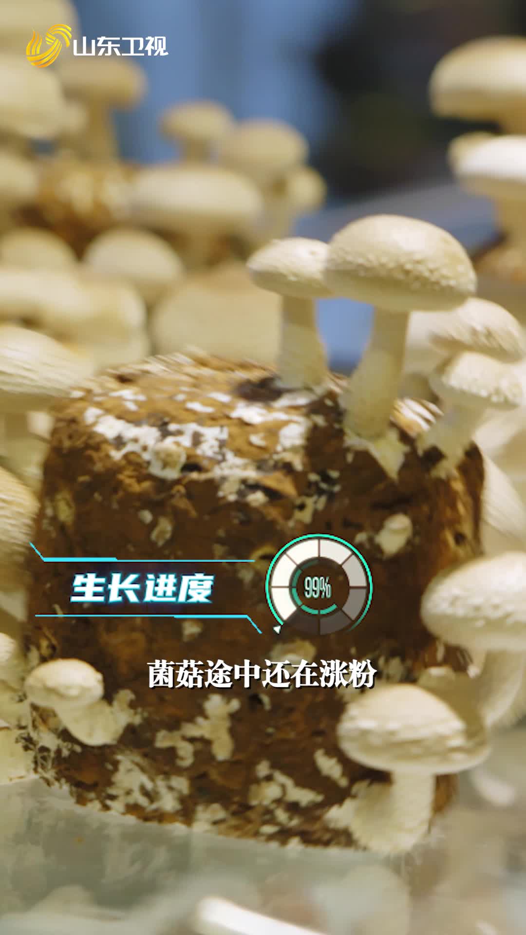 青島萊西菌菇的“逆襲”之路