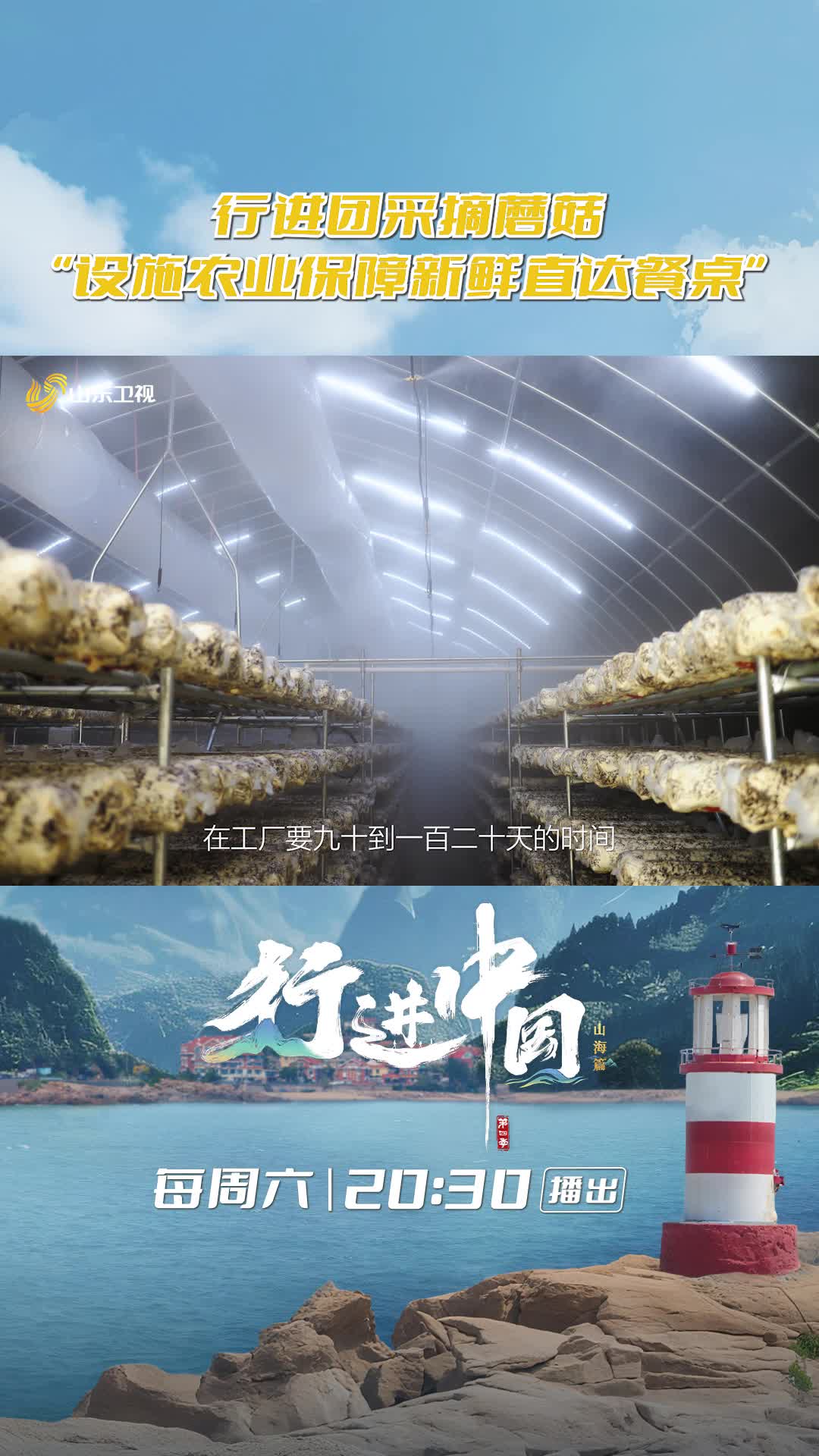 青島設施農業保障新鮮直達餐桌
