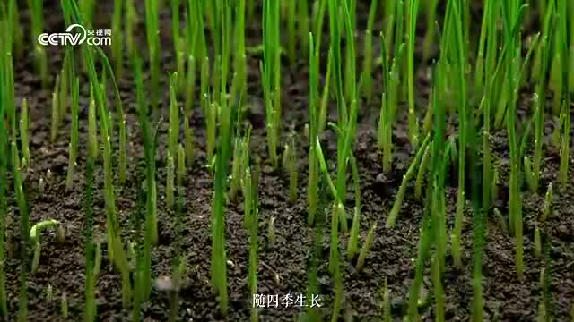 綠水青山間｜四季回響
