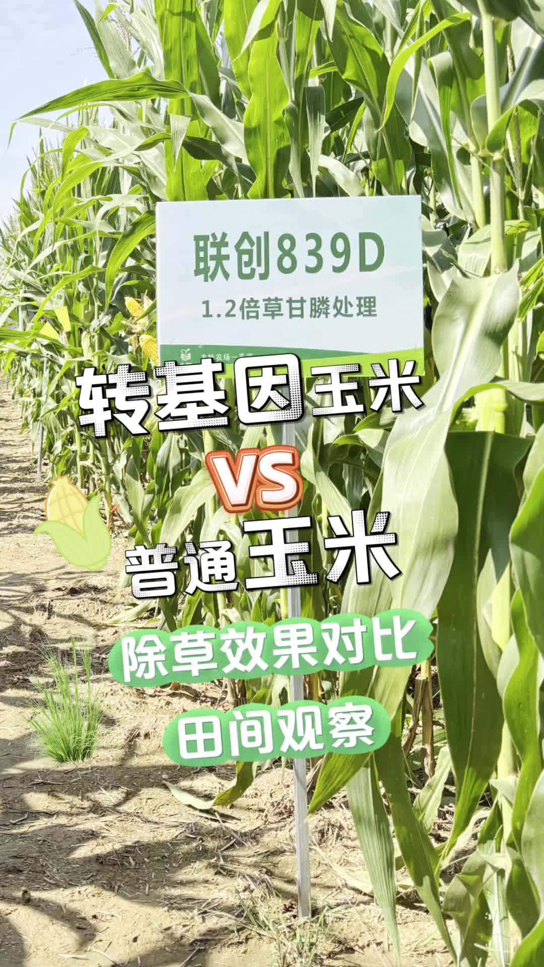 转基因玉米vs普通玉米,除草效果对比!结果如何?